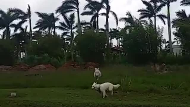 Dog has the time of his life while running around with donkey