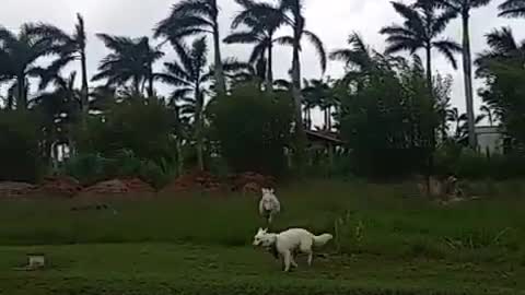 Dog has the time of his life while running around with donkey