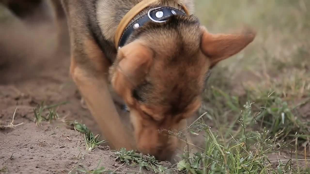 Group of Dogs Playing in the Backyard