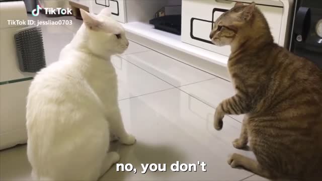 These cat talking in English, enjoy!