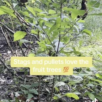 These fruit trees are love for the Gamefowl