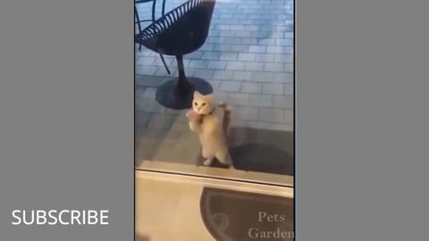 'The Zoo's Got Jokes: LOL Animal Edition"