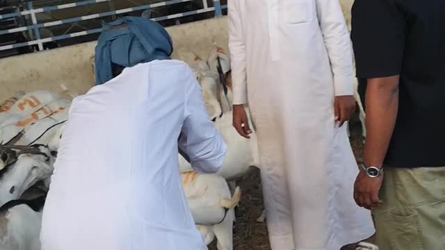 Goat market funy moment Qatar