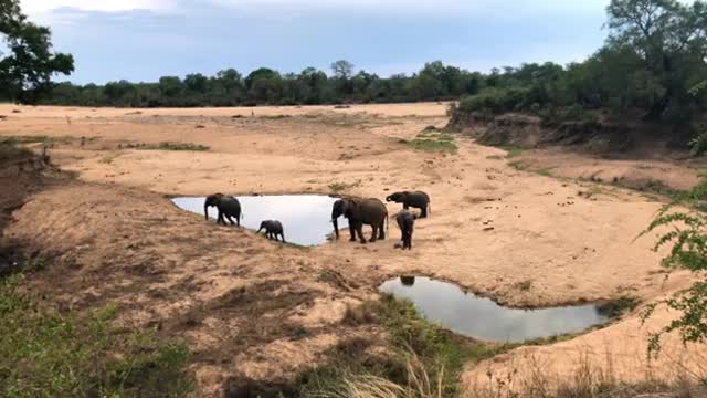 Elephants Herd With Cute Babies