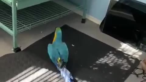 Bird Side Of TikTok