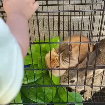 So cute couple rabbits