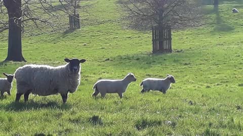 Torsten, the very dangerous, deluded and demonic Wolf -- likes sheep!