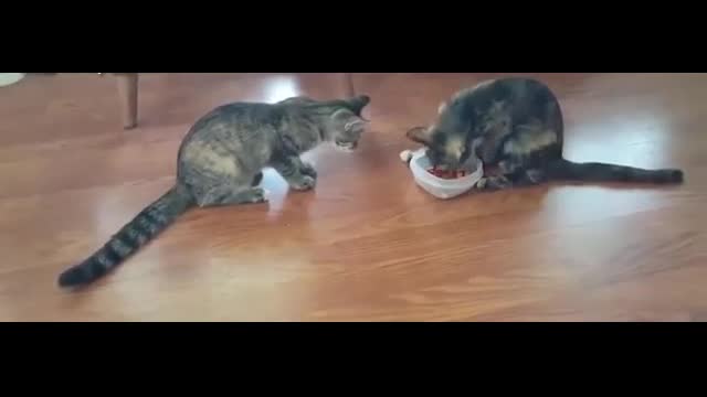 Cats Fight For Food Very Funny