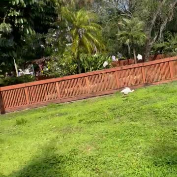 Pink/ Orange Flamingo