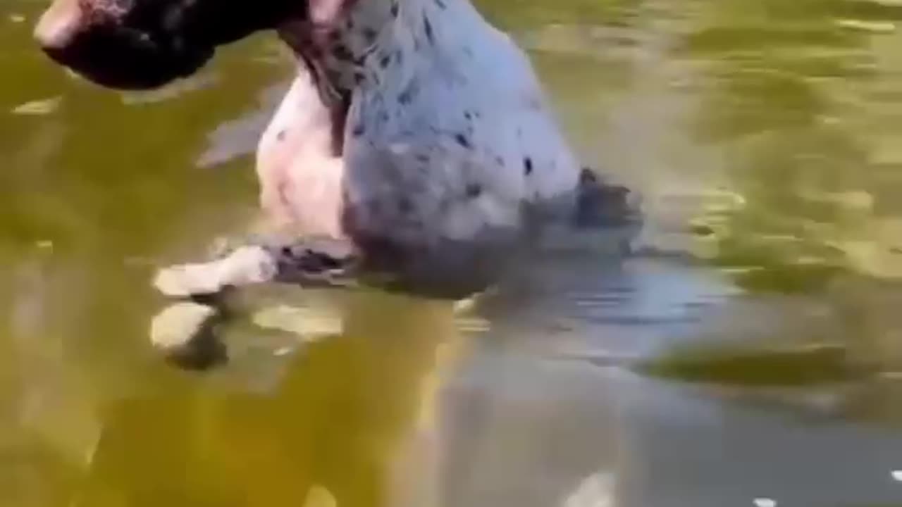 Dogs & cute