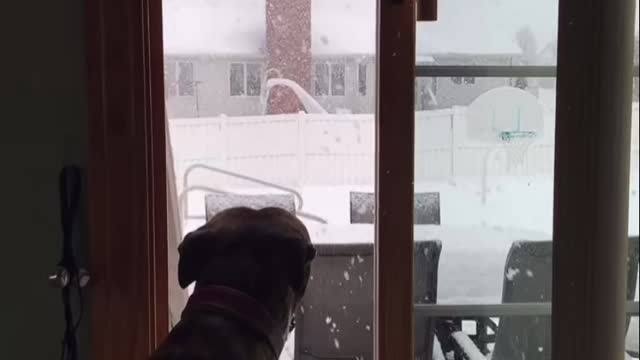 Thor watching the snow