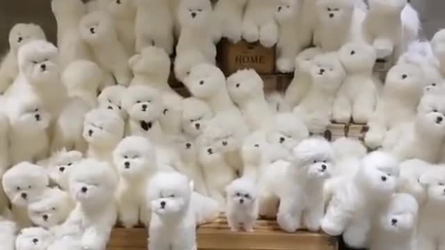 cute puppy video