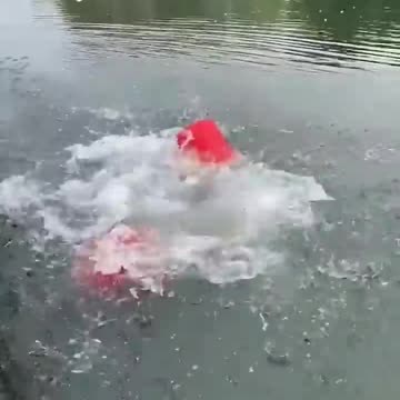 International funny video