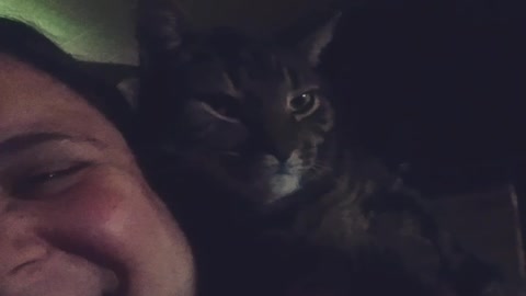 Cat demands snuggles