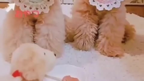 pet joke video funny moment don't lough