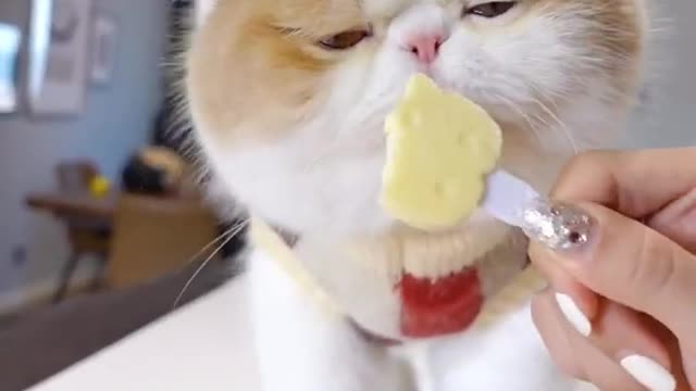 Cute Cat Eating Foods, Funny Cat Baby