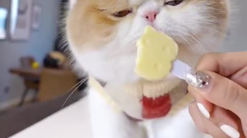 Cute Cat Eating Foods, Funny Cat Baby