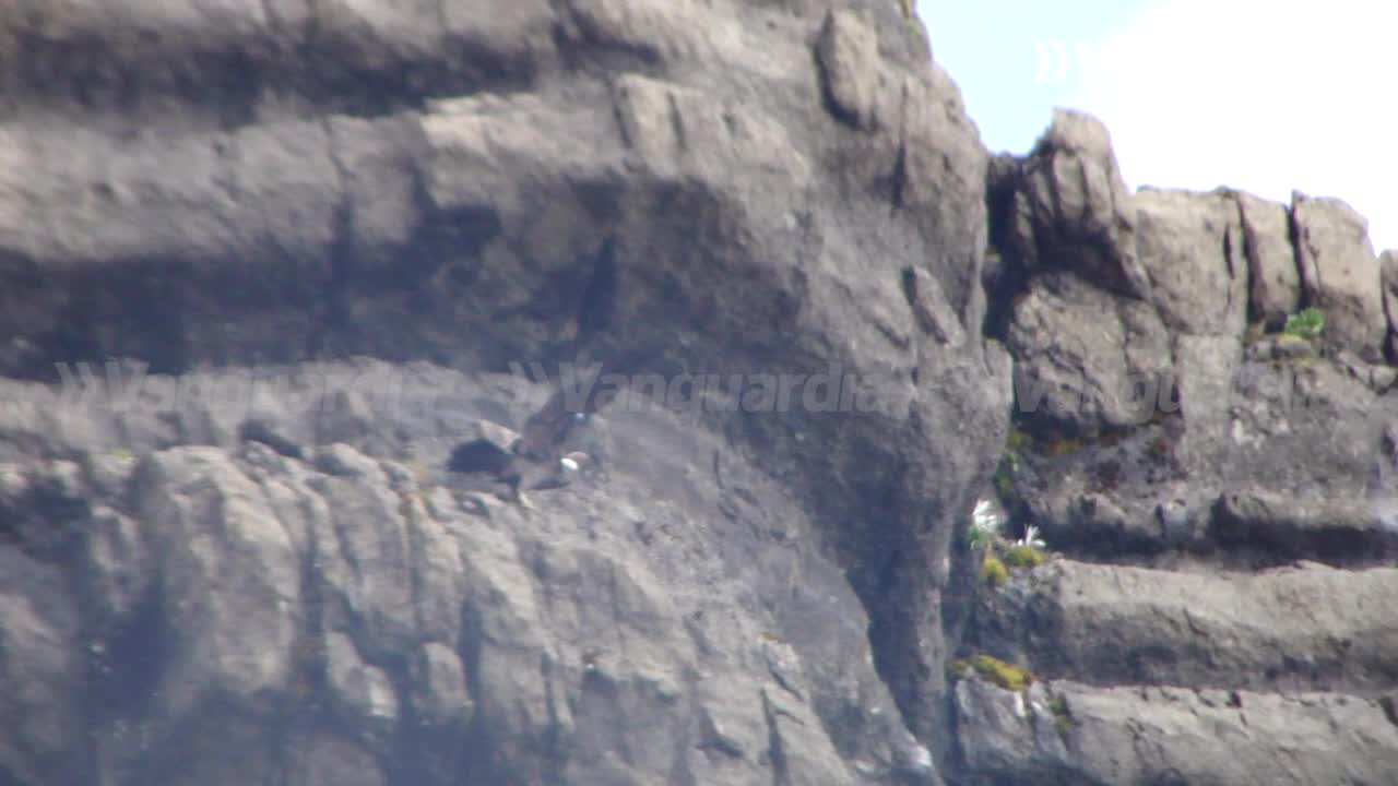 El vuelo de Dasán