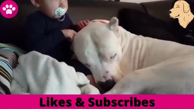 Dog and Baby Cute Moments Compilation!! Peacefull | Cute Videos | Dog videos | Puppy Moments