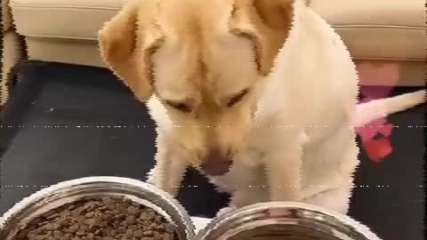 Dog is eating now