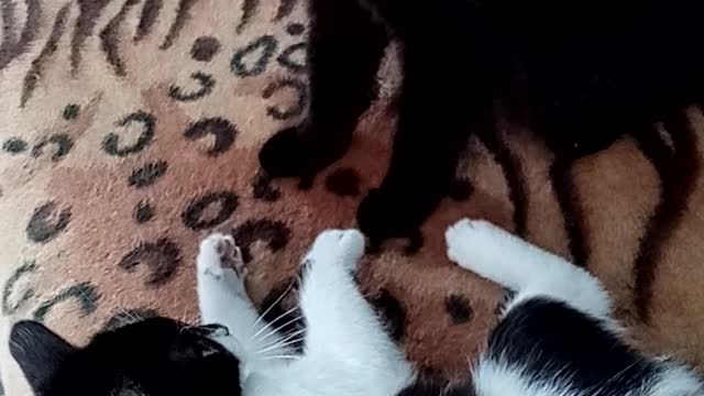 The kitty offends the cat