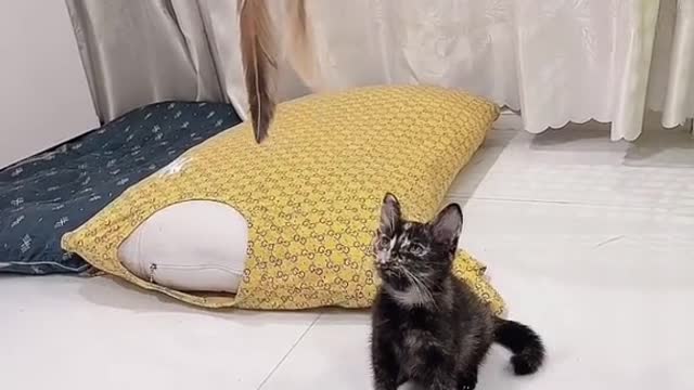 Super cute cat, do you think it's cute