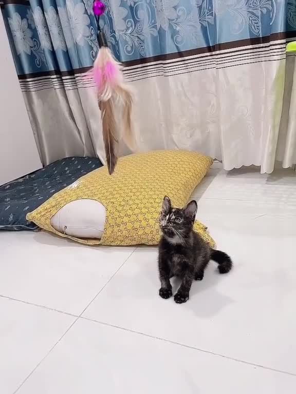 Super cute cat, do you think it's cute