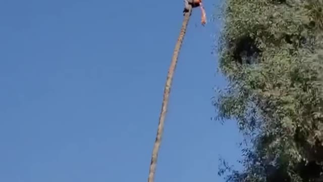 How to cut off the top of a palm tree