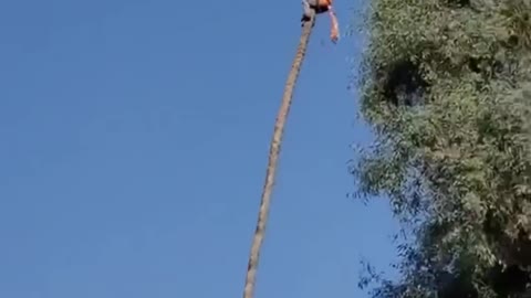 How to cut off the top of a palm tree