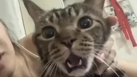 Animals Are Funny!