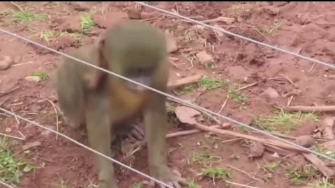 Animal funny video