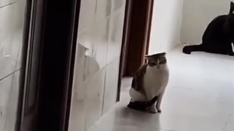 cat