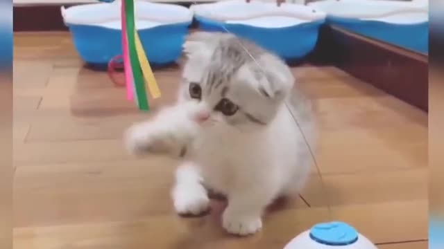 Cat is playing with paper butterfly