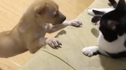 Lovely and Funny Cat vs Dog Videos 2021 Funny animals video 6