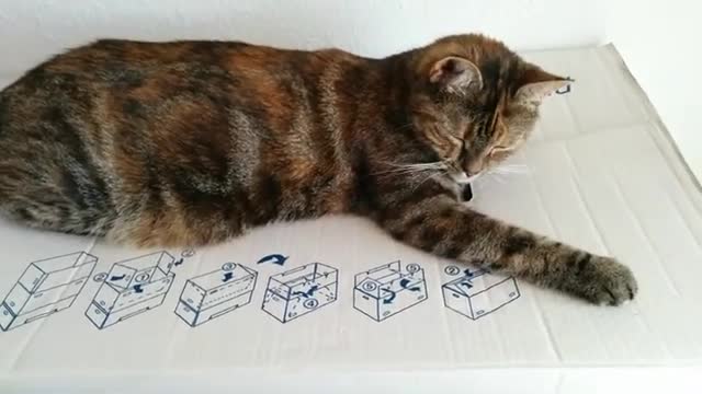 CAT FUNNY VIDEO