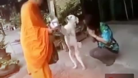 The dog bang