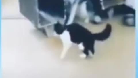 Cat shows those who bark don't bite