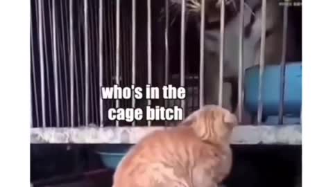 Hilarious Animal comedy