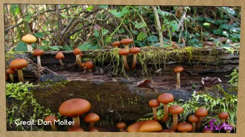 Fungi: Why Mushrooms Are Awesome | Biology for Kids