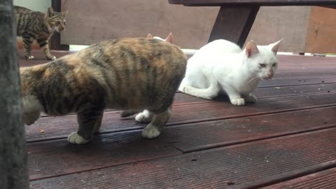 A group of cats asks for food.
