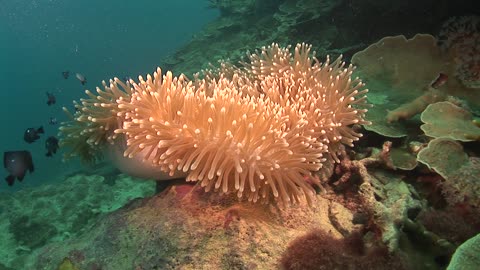 Coral in the sea