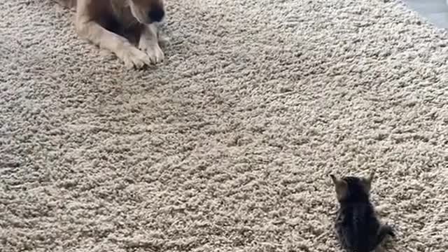 He is very small mamy.