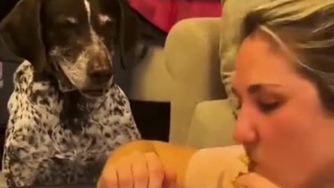 The end 😂😂#funny #short #ytshorts #animals #pets #dogs #dog #cats 162 #viral 🤣🤣🤣 #162 #viralshorts