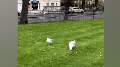 Dancing Birds 😂