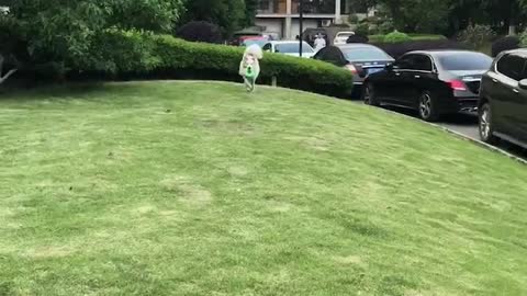 Great Danes enjoy birthday tug-of-war playtime