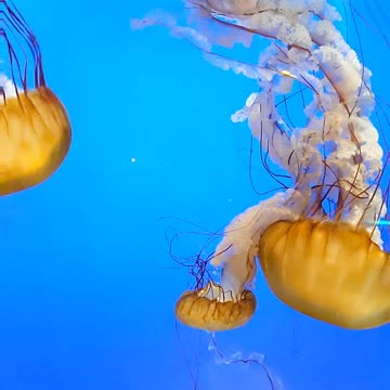 Sea Nettle