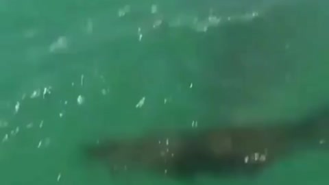 HUNT SHARK 🦈