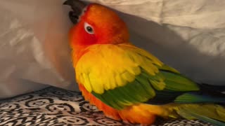Parrot plays under bed sheets