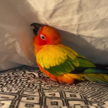 Parrot plays under bed sheets