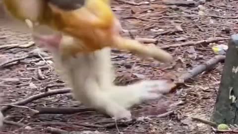 Mom teaching baby to walk🐵🙈